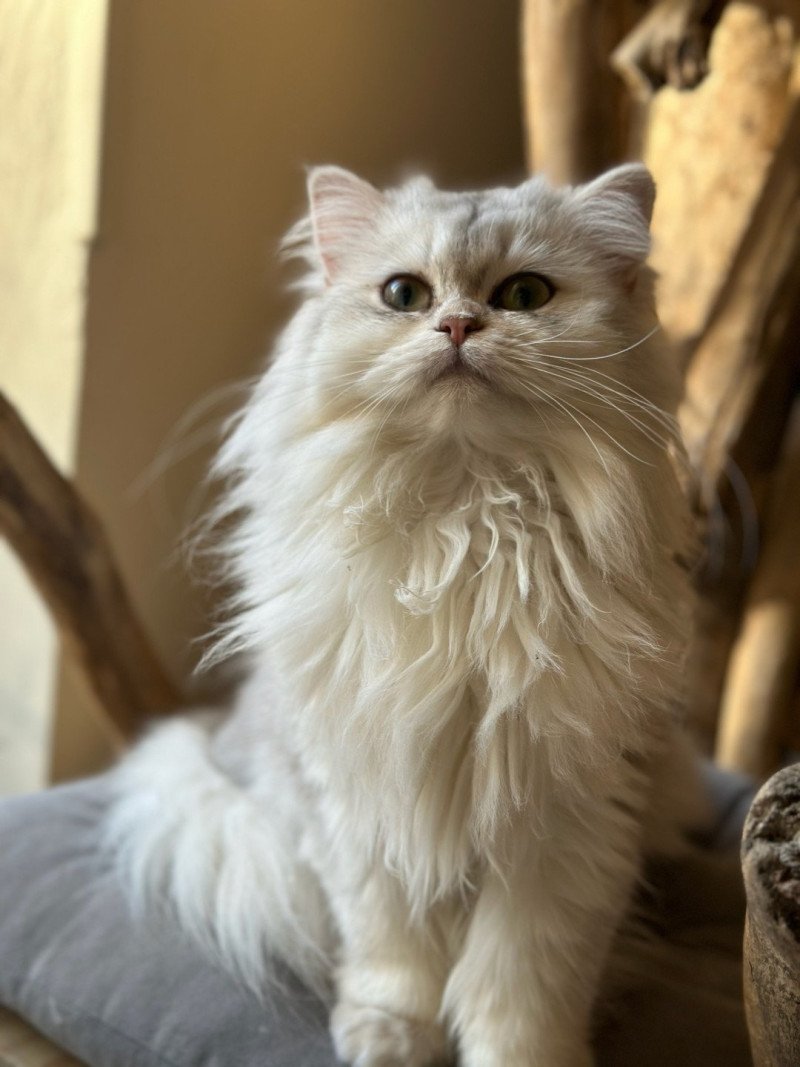 Ulysia des rêves d'O Anna Femelle British Longhair