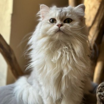 chat British Longhair blue silver shaded Ulysia Montezuma Bay's