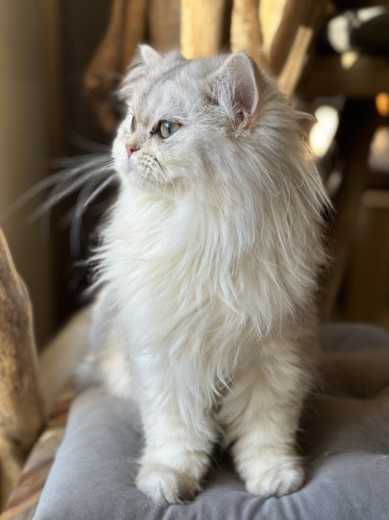 Ulysia des rêves d'O Anna Femelle British Longhair