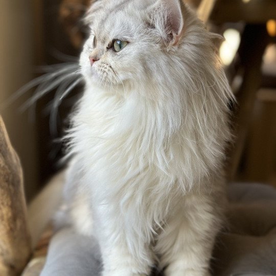 Ulysia des rêves d'O Anna Femelle British Longhair