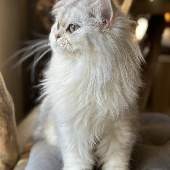 chat British Longhair blue silver shaded Ulysia Montezuma Bay's