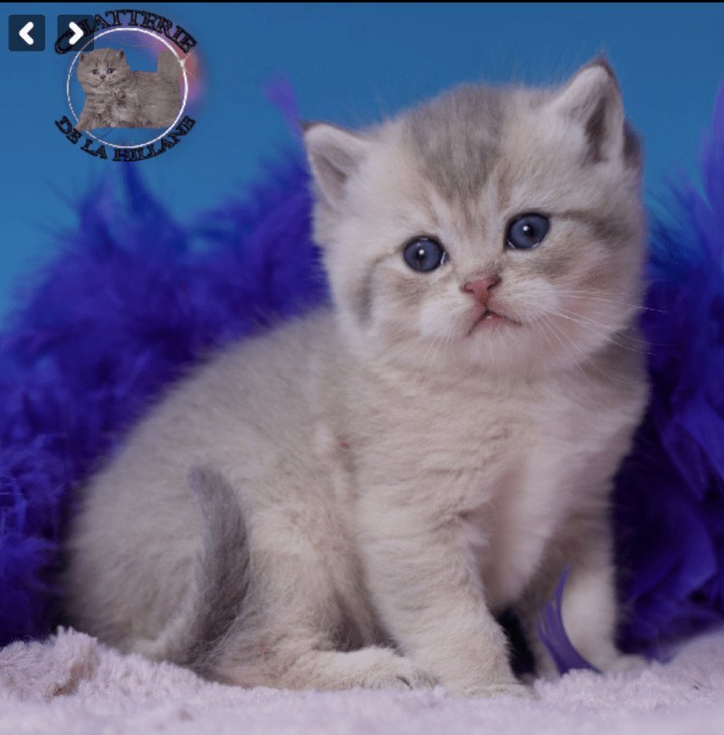 ALBUS DUMBLEDORE Mâle British Shorthair