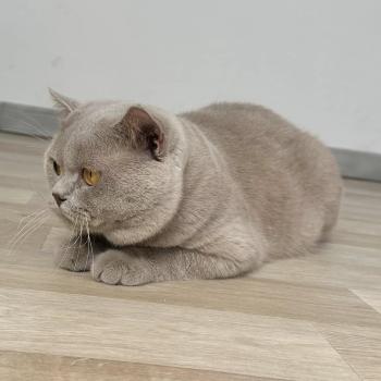 chat British Shorthair Garfield Montezuma Bay  Elevage de British & Maine-Coon
