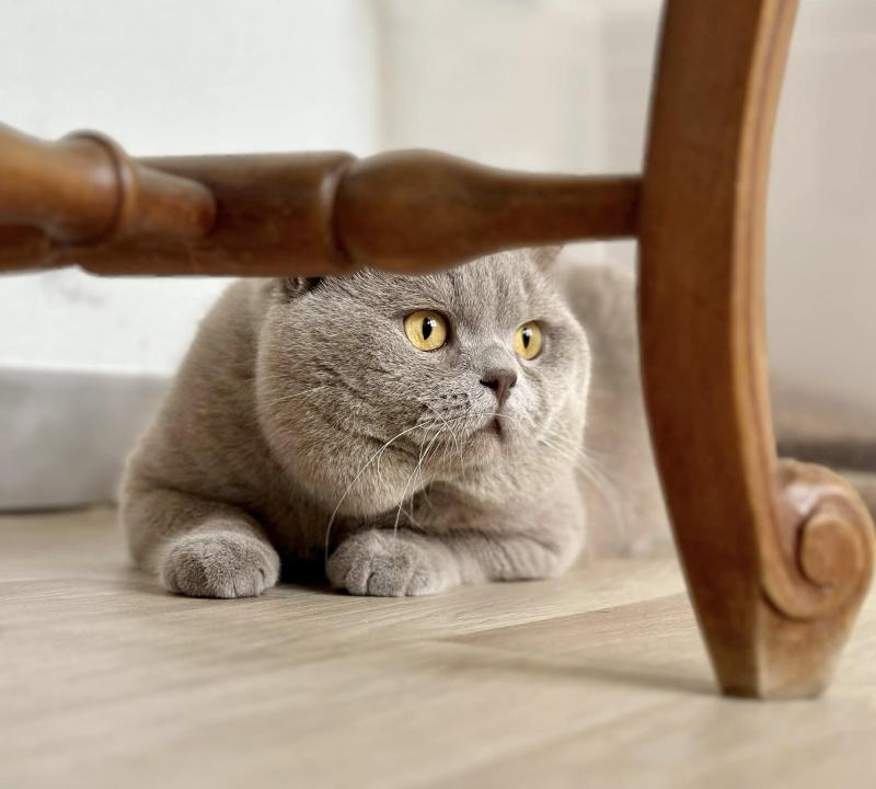 Garfield Mâle British Shorthair