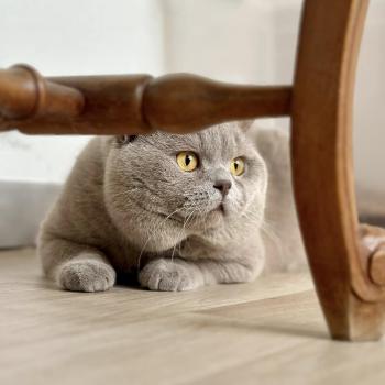 Garfield Mâle British Shorthair