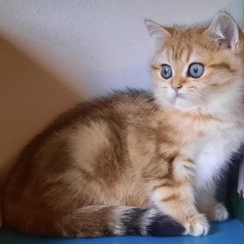 chat British Shorthair Vienne Montezuma Bay