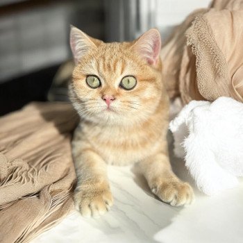 chat British Shorthair black golden blotched tabby Vienne Montezuma Bay