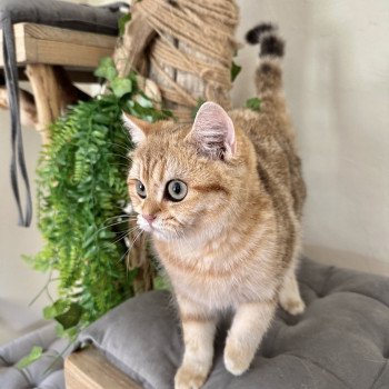 chat British Shorthair black golden blotched tabby Vienne d'Ombre et de Lumière Montezuma Bay