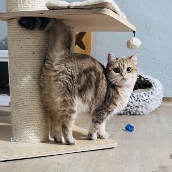 chat British Shorthair black golden blotched tabby Vienne d'Ombre et de Lumière Chatterie Montezuma Bay