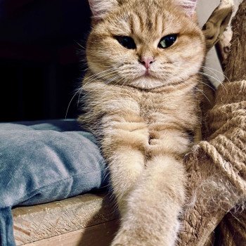 chat British Shorthair black golden blotched tabby Vienne d'Ombre et de Lumière Chatterie Montezuma Bay