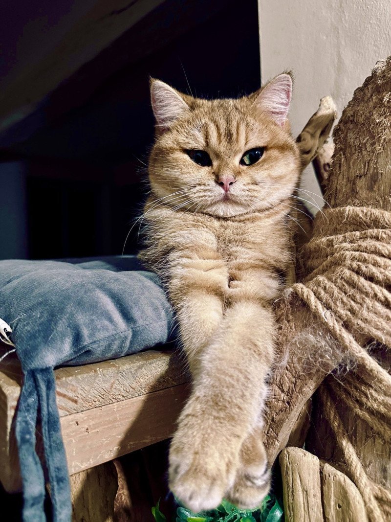 Vienne d'Ombre et de Lumière Femelle British Shorthair