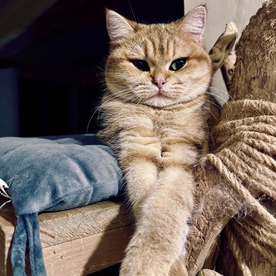 Vienne d'Ombre et de Lumière Femelle British Shorthair