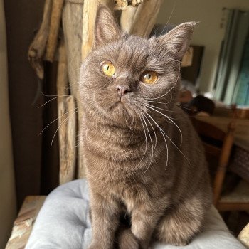 chat British Shorthair chocolate Volga Montezuma Bay