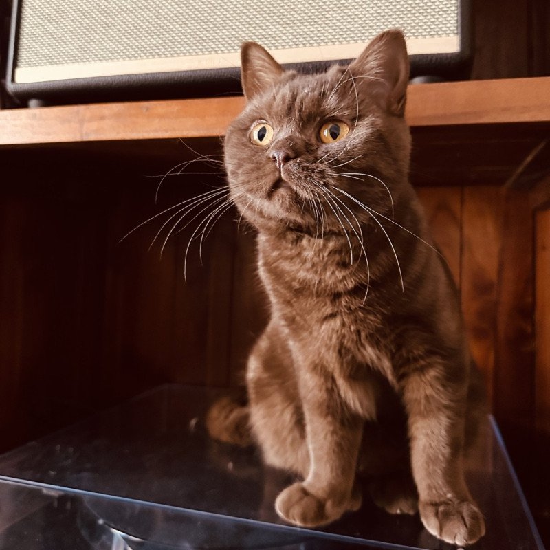 Volga D’Ombre et de Lumière Femelle British Shorthair