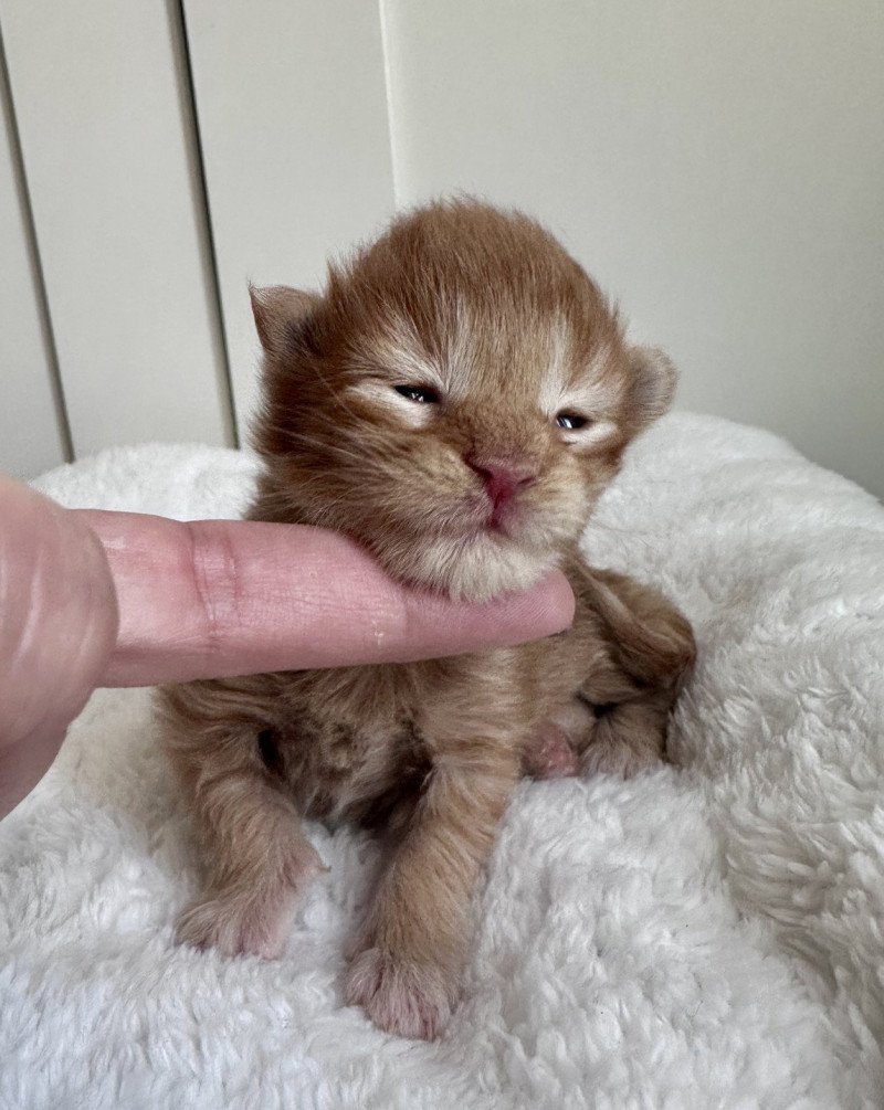 Montezuma Bay's A Mâle Maine coon