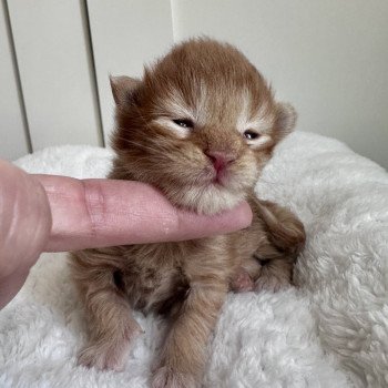 chaton Maine coon red A Chatterie Montezuma Bay