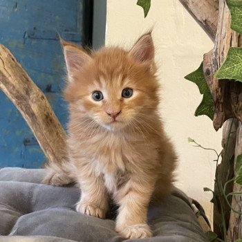 chaton Maine coon red A Chatterie Montezuma Bay