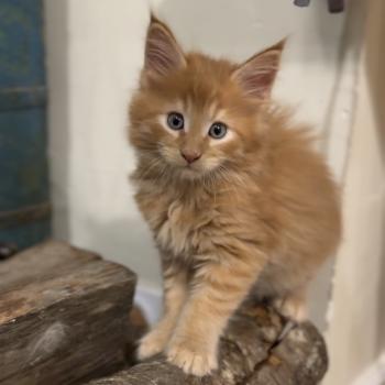 chaton Maine coon red A Chatterie Montezuma Bay
