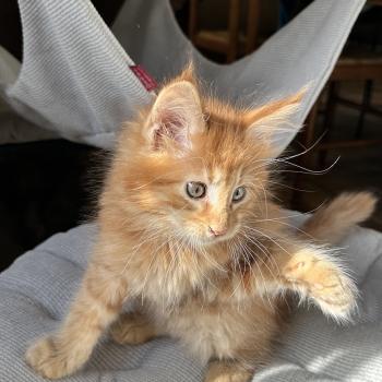 chaton Maine coon red silver blotched tabby Alabama Chatterie Montezuma Bay