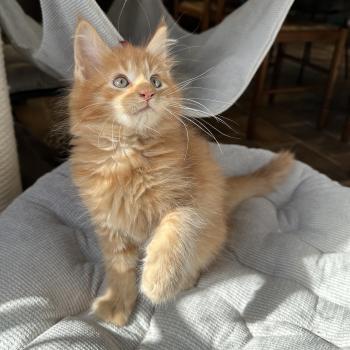 chaton Maine coon red silver blotched tabby Alabama Chatterie Montezuma Bay