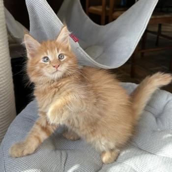 chaton Maine coon red silver blotched tabby Alabama Chatterie Montezuma Bay