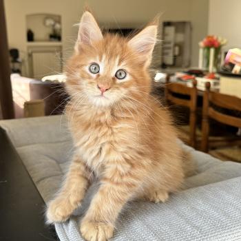 chaton Maine coon red silver blotched tabby Alabama Chatterie Montezuma Bay