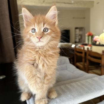 chaton Maine coon red silver blotched tabby Alabama Chatterie Montezuma Bay