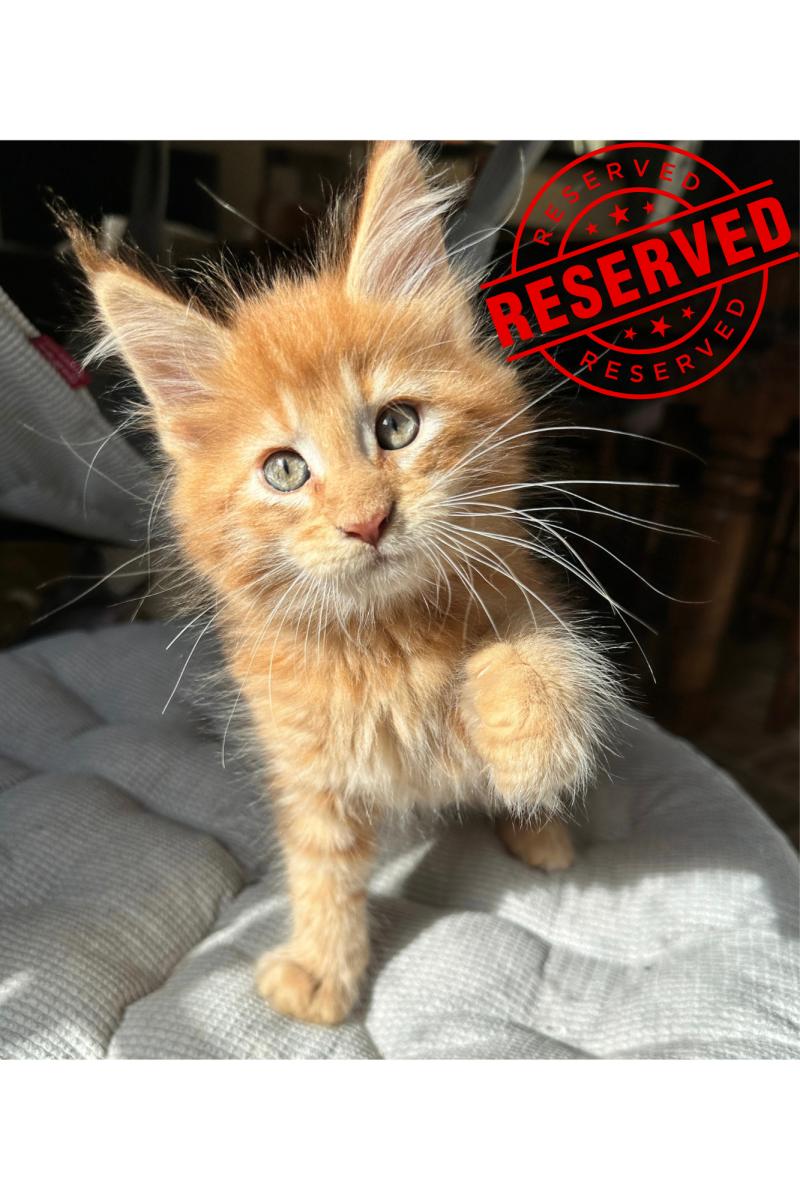 Montezuma Bay's Aroucky Mâle Maine coon