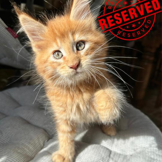 Montezuma Bay's Aroucky Mâle Maine coon