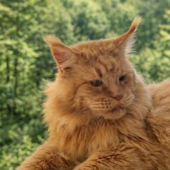 GATTO CELESTO MY SANTA CLAUS Mâle Maine coon