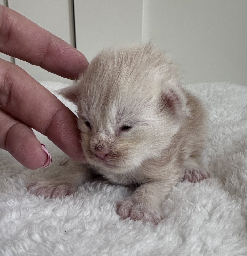 Montezuma Bay's B Mâle Maine coon polydactyle