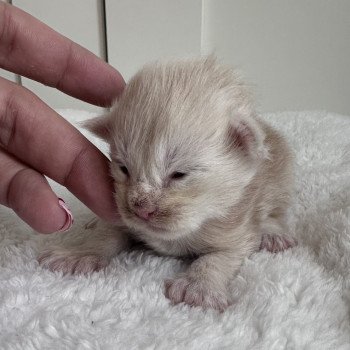 chaton Maine coon polydactyle red B Chatterie Montezuma Bay