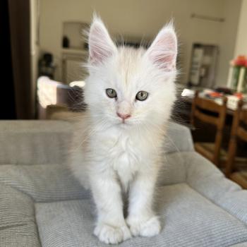 chaton Maine coon polydactyle red silver shaded Arizona PP Chatterie Montezuma Bay