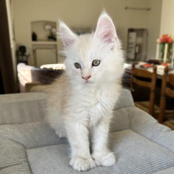chaton Maine coon polydactyle red silver shaded Arizona PP Chatterie Montezuma Bay