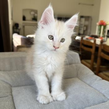 chaton Maine coon polydactyle red silver shaded Arizona PP Chatterie Montezuma Bay