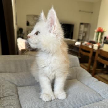 chaton Maine coon polydactyle red silver shaded Arizona PP Chatterie Montezuma Bay