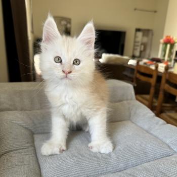 chaton Maine coon polydactyle red silver shaded Arizona PP Chatterie Montezuma Bay