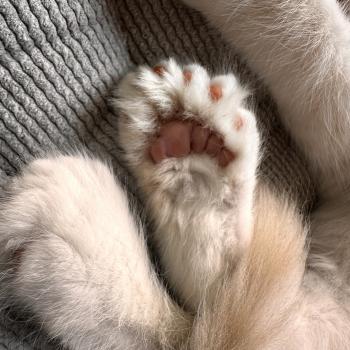 chaton Maine coon polydactyle red silver shaded Arizona PP Chatterie Montezuma Bay