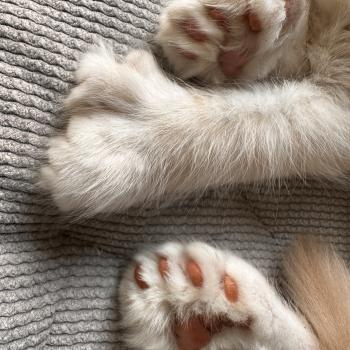 chaton Maine coon polydactyle red silver shaded Arizona PP Chatterie Montezuma Bay