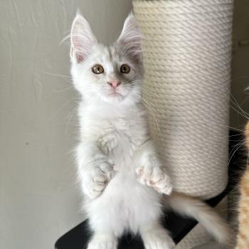 chaton Maine coon polydactyle red silver shaded Arizona PP Chatterie Montezuma Bay