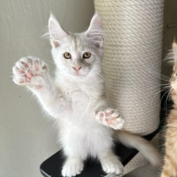 chaton Maine coon polydactyle red silver shaded Arizona PP Chatterie Montezuma Bay