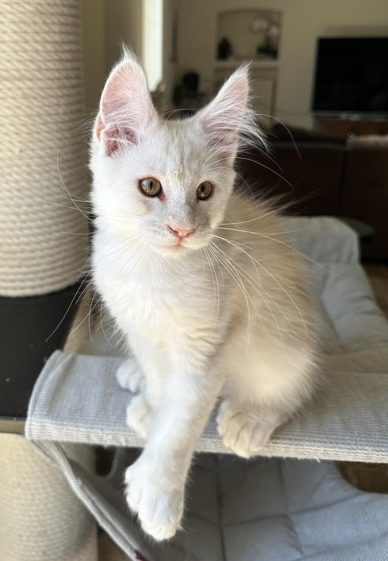 Montezuma Bay's Arizona PP Mâle Maine coon polydactyle