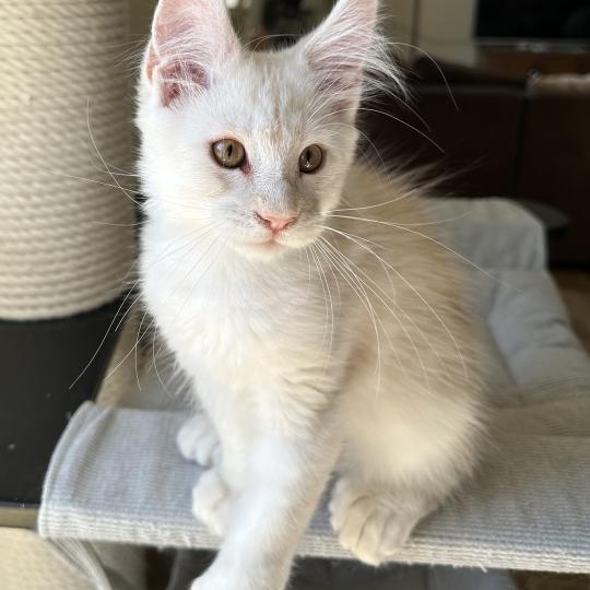 Montezuma Bay's Arizona PP Mâle Maine coon polydactyle