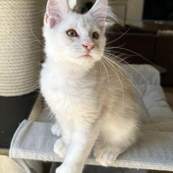 chaton Maine coon polydactyle red silver shaded Arizona PP Chatterie Montezuma Bay