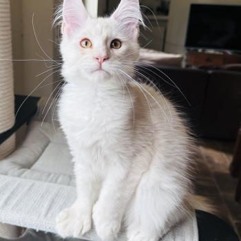 chaton Maine coon polydactyle red silver shaded Arizona PP Chatterie Montezuma Bay