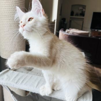 chaton Maine coon polydactyle red silver shaded Arizona PP Chatterie Montezuma Bay