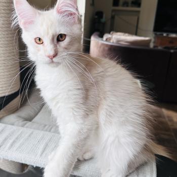 chaton Maine coon polydactyle red silver shaded Arizona PP Chatterie Montezuma Bay