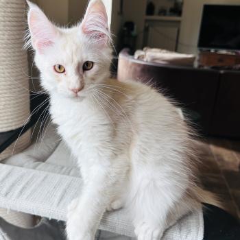 chaton Maine coon polydactyle red silver shaded Arizona PP Chatterie Montezuma Bay