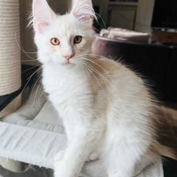 chaton Maine coon polydactyle red silver shaded Arizona PP Chatterie Montezuma Bay