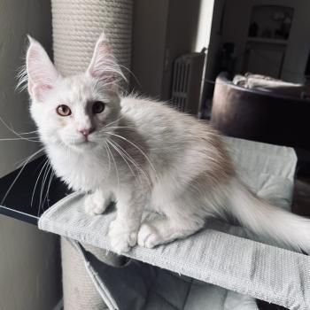 chaton Maine coon polydactyle red silver shaded Arizona PP Chatterie Montezuma Bay